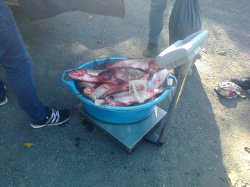 Braconaj piscicol pe Lacul Oltina